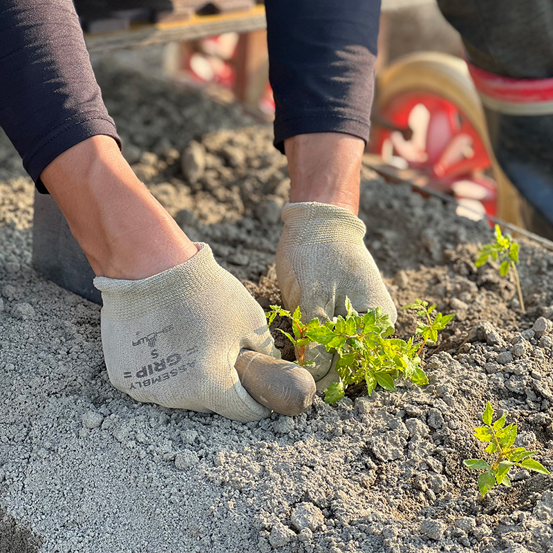 木の芽 - 木の芽屋（木の芽・フィンガーライム・露地野菜）