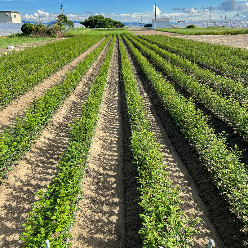 木の芽 - 木の芽屋（木の芽・フィンガーライム・露地野菜）