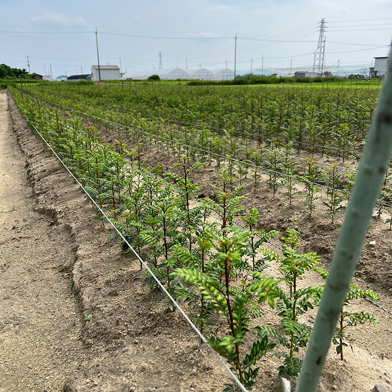 木の芽 - 木の芽屋（木の芽・フィンガーライム・露地野菜）