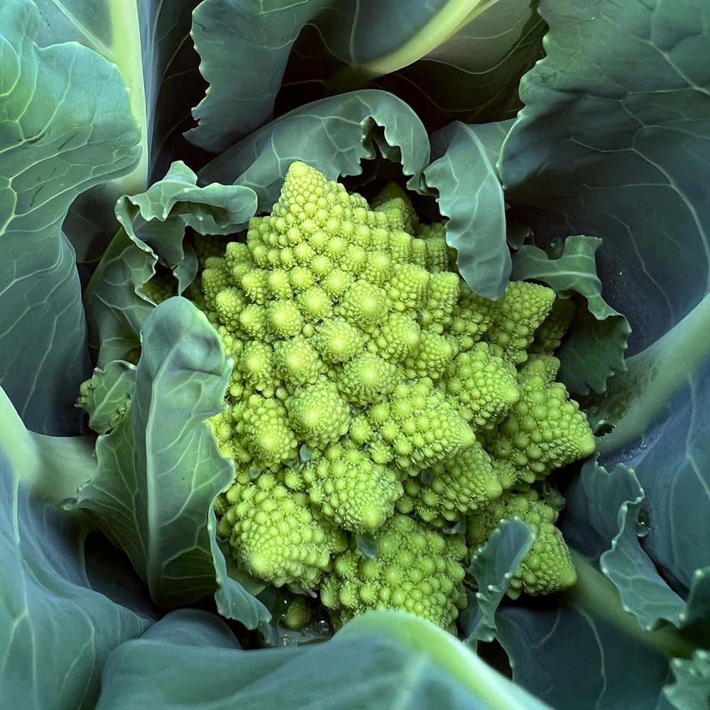 木の芽 木の芽屋 - 木の芽・フィンガーライム・露地野菜